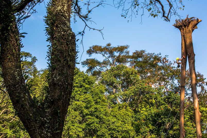Intervenção no parque Ibirapuera, em São Paulo, com uma árvore monumental plantada de ponta-cabeça.